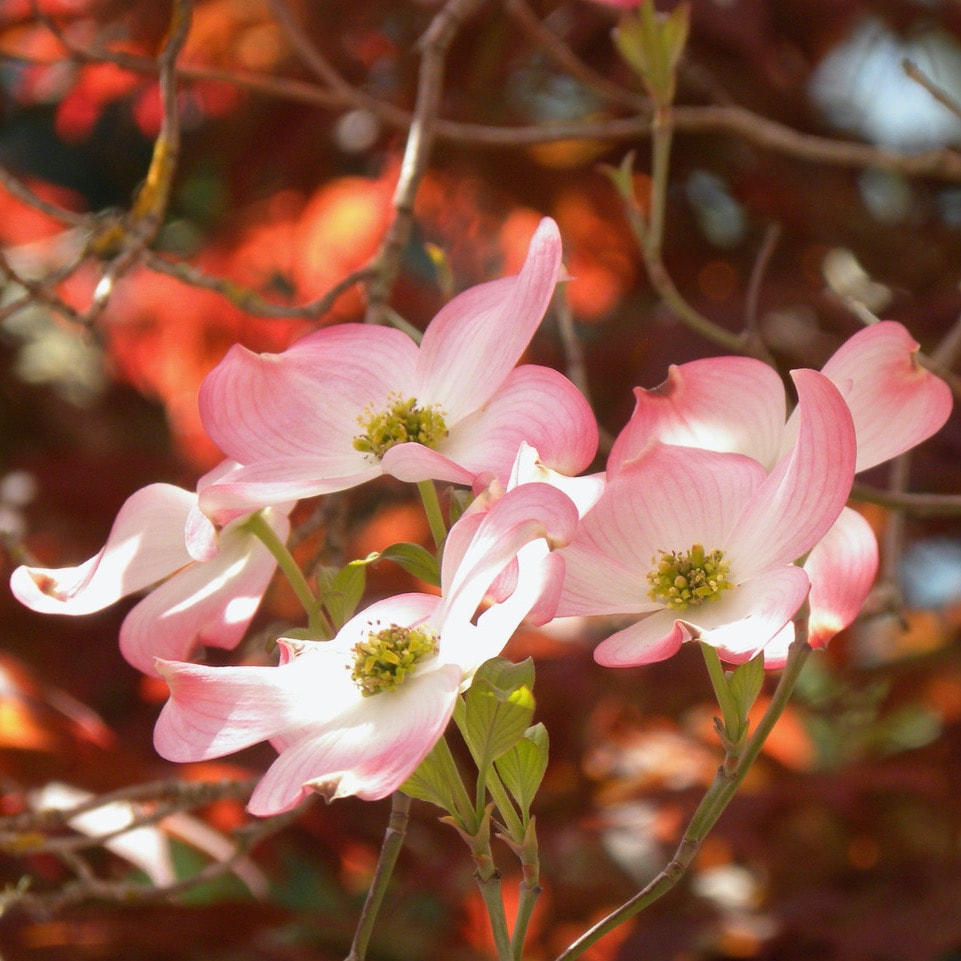 Picture of dogwood